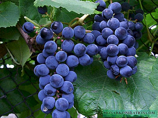 Vynuogės Chernysh - nepretenzingas ir skanus