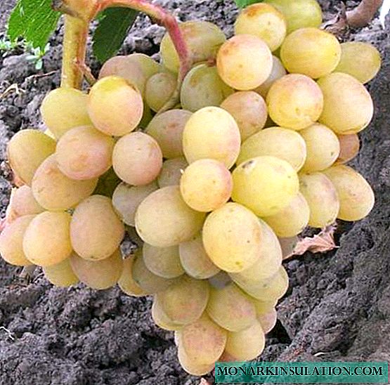 Druiven Don Dawns: Karakterisering van de variëteit en aanbevelingen voor de teelt