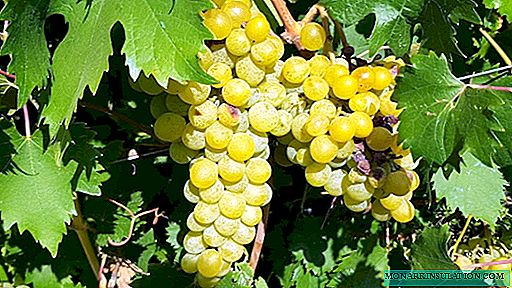 Amistad de las uvas: descripción, plantación, cultivo y revisiones de la variedad.