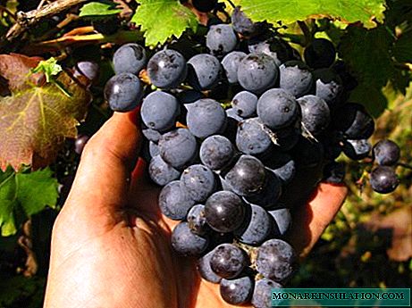 Uvas violeta cedo: como crescer com características varietais