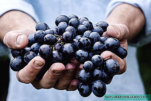 Buffet Grapes: uma das novas variedades em nossos sites