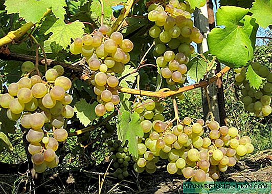 العنب Galbena nou - وصف الصنف ، وخاصة الزراعة والرعاية