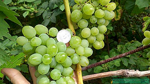 Harold Grapes - Early and Sustainable
