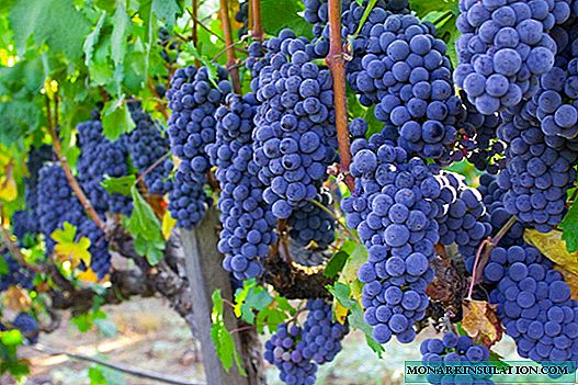 Isabella grapes: all about cultivating varieties, crop care recommendations