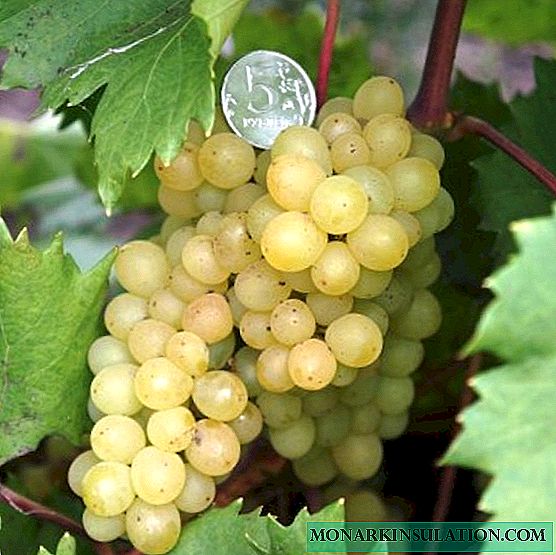 Kishmish grapes: oriental sweetness to the Russian table