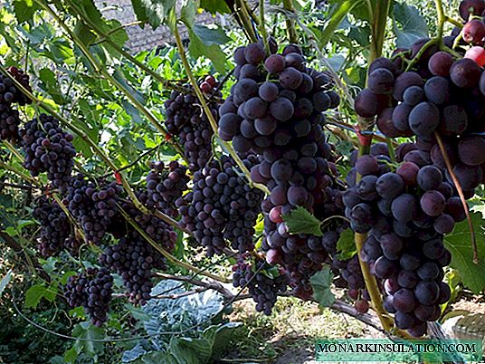 العنب Kodryanka: وصف الصنف ، وخاصة الزراعة والنمو