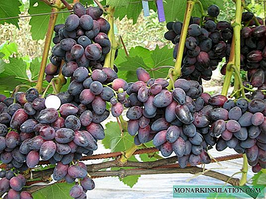 Grapes Beauty: we grow without problems