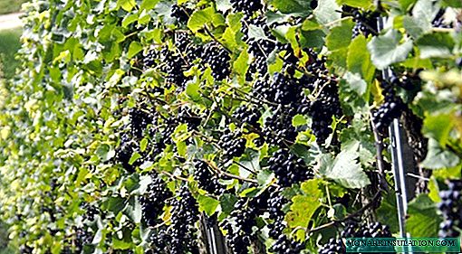 Grapes: a brief overview of the best varieties for different regions