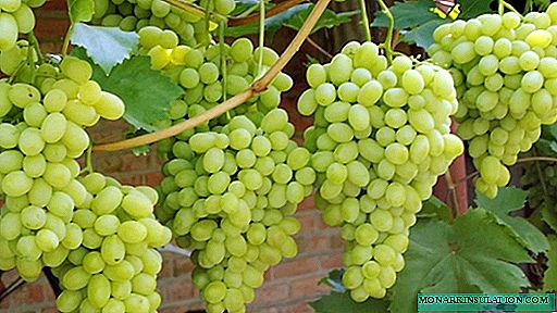 Viinirypäleiden kielo - uusi lajike, jolla on erinomainen maku. Lajikkeen pääominaisuudet, edut ja haitat