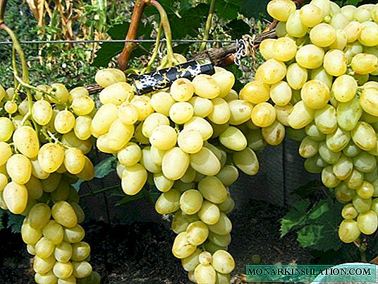 Laura grapes: characteristics, breeding rules