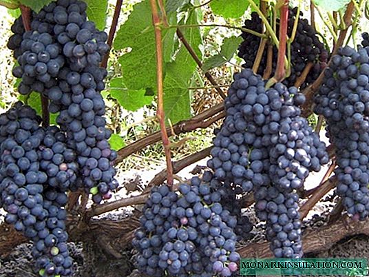 Les raisins n'ont pas peur du gel: le concept de résistance au gel et les caractéristiques de la culture de telles variétés