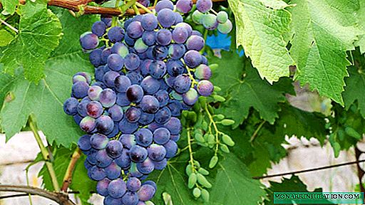 Vynuogės Muromets - kas žinoma ir į kokias ypatybes reikėtų atsižvelgti auginant