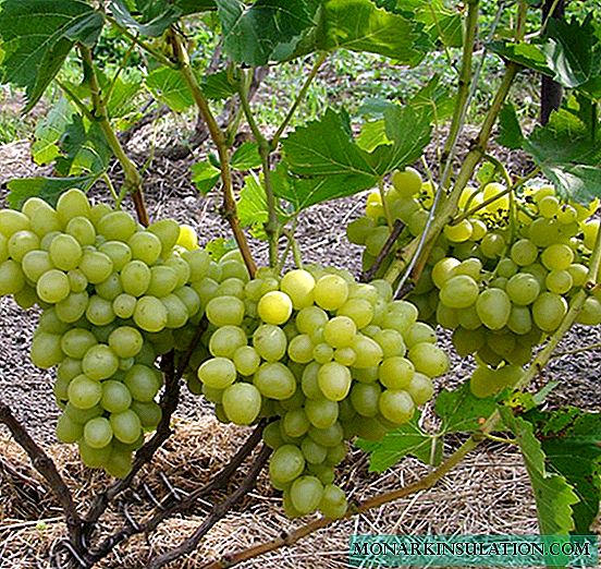 Grapes Nadezhda Aksayskaya: a reliable variety for your garden