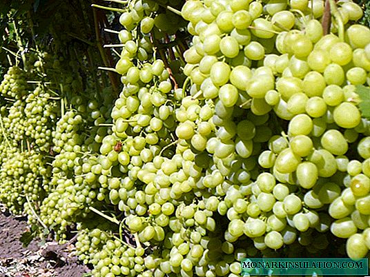 العنب Nastya - واحدة من أفضل أنواع الجدول في وقت مبكر