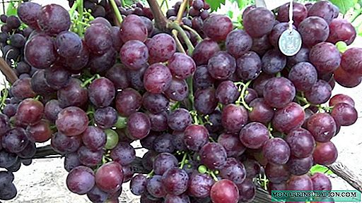 NiZina grapes - a great option for an amateur variety for beginners