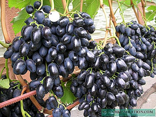 Grapes in Memory of Negrul - delicious, beautiful, unpretentious