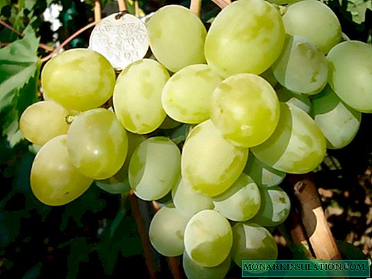 Uvas de regalo Zaporozhye: características de la variedad y recomendaciones para el cultivo