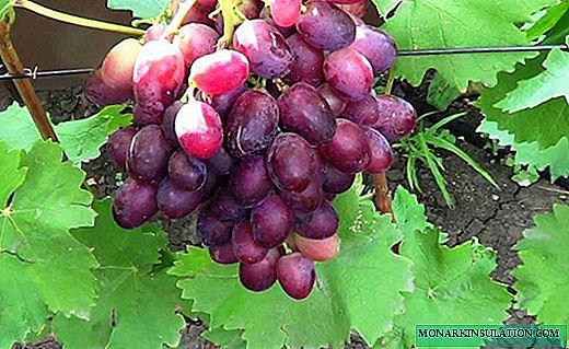 Rizamat-druer - en søt gjest fra Usbekistan! Å plante, beskjære og forme en busk