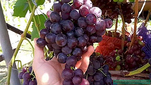 Les raisins de Rochefort - un chef-d'œuvre de la sélection amateur