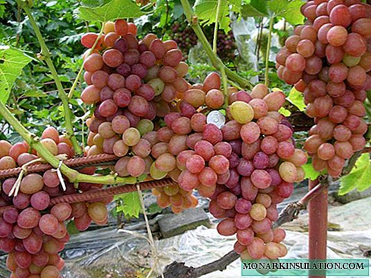 Rumba grapes: characteristics of the variety and conditions for growing