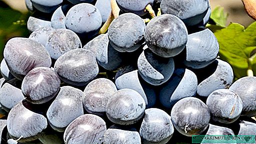 Ruslan grapes: description of the variety with characteristics and reviews, especially planting and growing