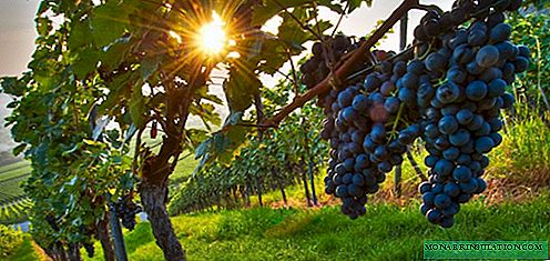 Ajaloolised viinamarjad - Saperavi: kuidas istutada ja kasvatada vanimat viinamarjasorti