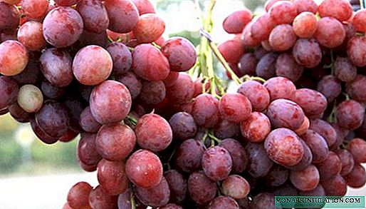 „Anyuta“ vynuogės - mėgėjų atrankos šedevras