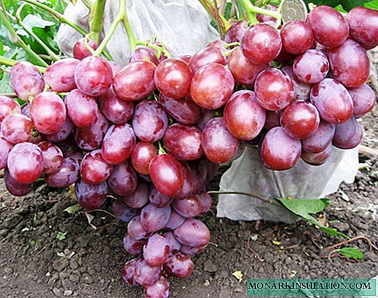 Harlequin grapes: a bright handsome man with pink berries