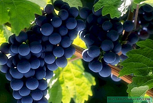 Moldova grapes - high yields, grapes for the whole winter