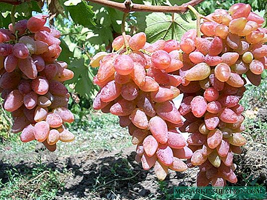 Variedades de uva Original: características de la variedad y características de la tecnología agrícola.