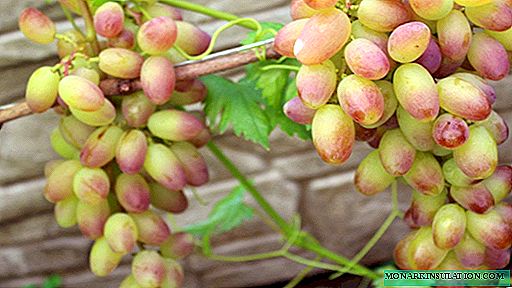 Variedades de uva Sensación: primer recibo de bayas en la cabaña