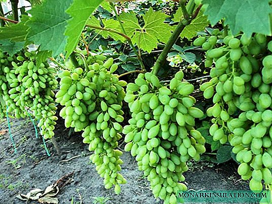 Variedad de uvas del siglo - para los verdaderos amantes de las pasas