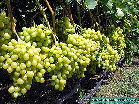 Super-Extra rypäleen (sitriini) viinirypäleet: Istutus- ja kasvatusominaisuudet