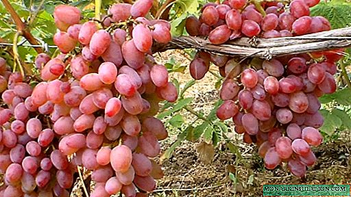 Julian grapes: characteristics, planting and cultivation features