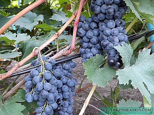 Anggur Strashensky - varietas unggul yang dapat diandalkan