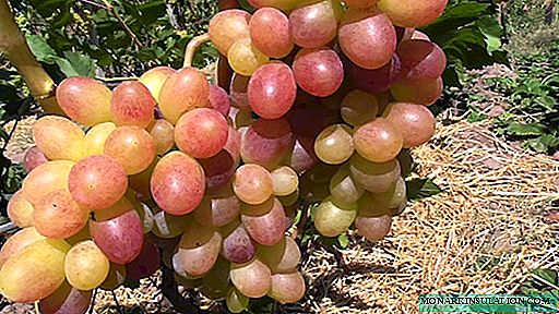 Tason grapes - table early ripe and productive grade