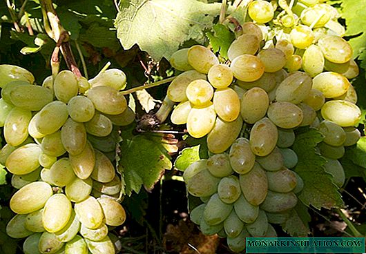 Timur grapes: description of the variety with characteristics and reviews