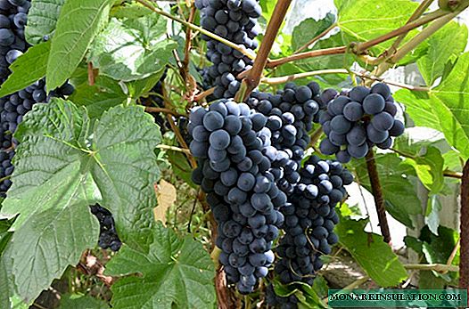 Grapes in Siberia: features of planting and care