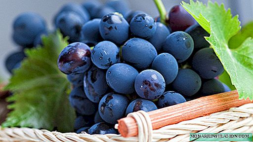 Grapes in central Russia: the best varieties and tips for growing