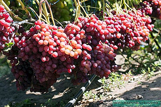 Veles-druif - een echt geschenk van de god van de vruchtbaarheid