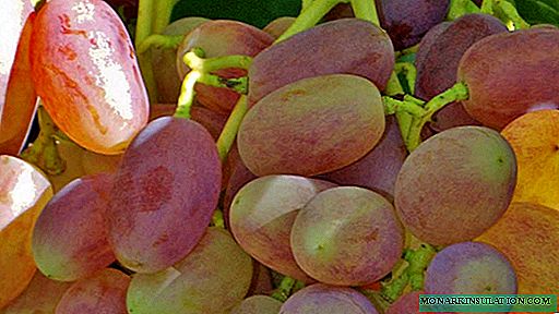 Victor de uvas - um verdadeiro sabor da vitória. Como plantar e crescer