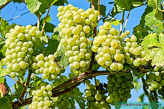 Grapes Delight: caractéristiques, méthodes de culture et méthodes de reproduction