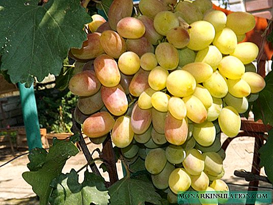 Anniversaire des raisins de Novotcherkassk: caractéristiques de la variété et subtilités de la culture