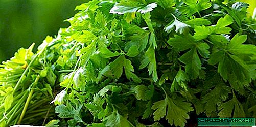 We grow aromatic spices: planting cilantro in the open ground and at home