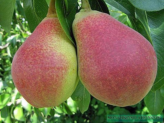 We grow a pear Klapp's darling
