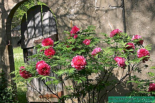 A pünkösdi rózsa termesztése: fajtaválasztás, ültetés, gondozás és szaporítási technológia