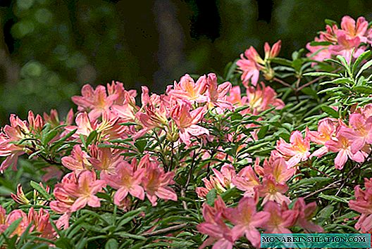 Nous cultivons des rhododendrons: les nuances de la plantation et des soins, tout sur la reproduction