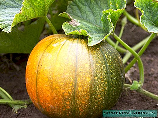 We grow pumpkin through seedlings: a little labor, and your rich harvest!