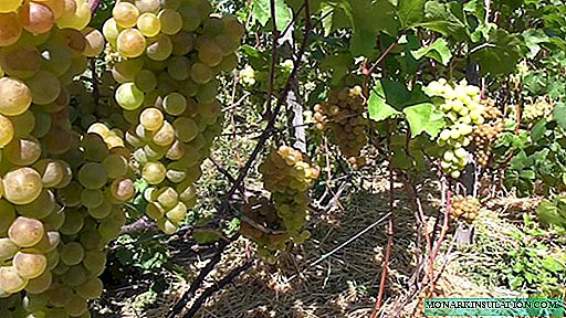 Nous cultivons des raisins Platovsky: recommandations pratiques pour la plantation, la taille et les soins