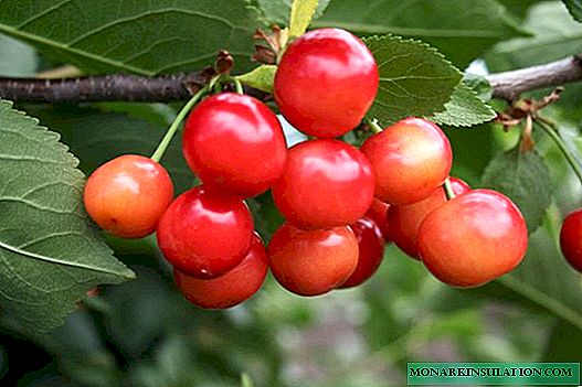 We grow Shpanka cherries